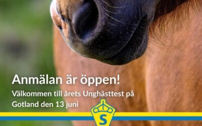 Unghästbedömning 13 juni