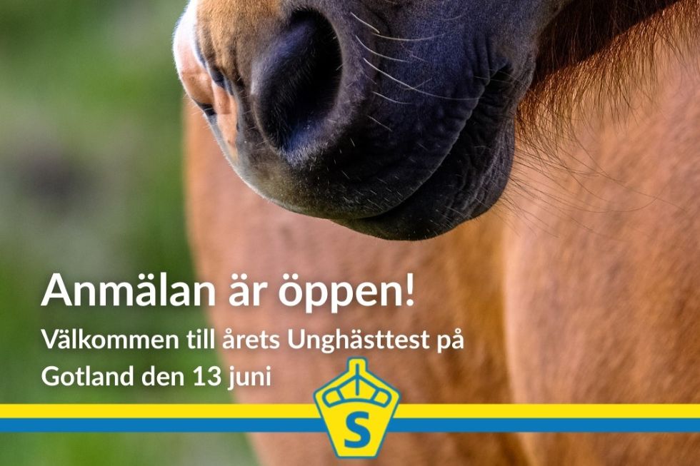 Unghästbedömning 13 juni